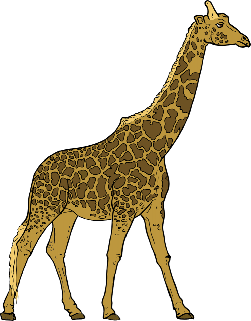 Žirafa, Gyvūnas, Žinduolis, Laukinė Gamta, Izoliuotas, Zoologijos Sodas, Afrika, Safari, Kaklas, Nemokama Vektorinė Grafika