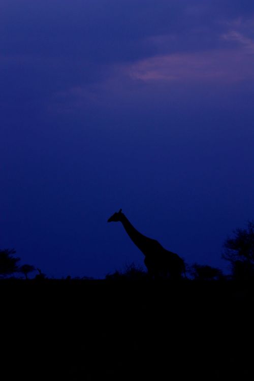 Žirafa,  Dangus,  Saulėlydis,  Gyvūnas,  Šeima,  Laukiniai,  Žinduolis,  Safari,  Afrika,  Kelionė,  Kenya,  Tsavo,  Nuotykis,  Tyrinėti,  Žirafa