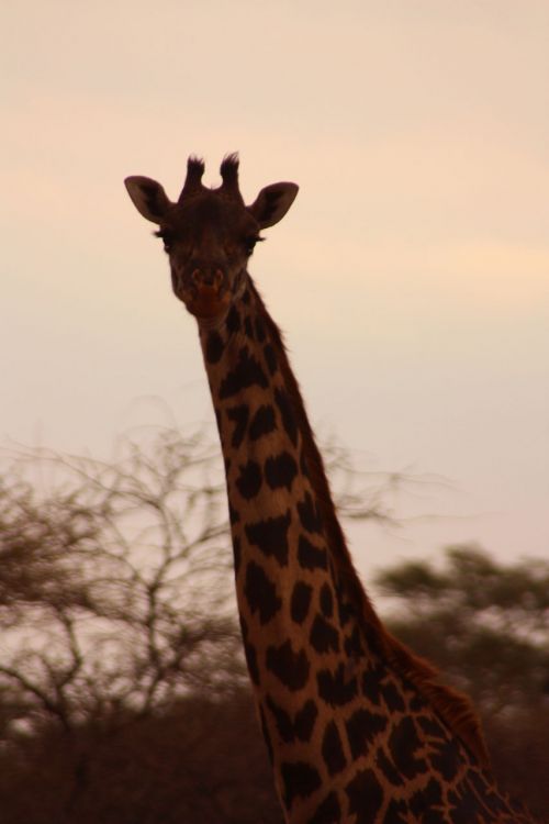 Žirafa,  Dangus,  Saulėlydis,  Gyvūnas,  Šeima,  Laukiniai,  Žinduolis,  Safari,  Afrika,  Kelionė,  Kenya,  Tsavo,  Nuotykis,  Tyrinėti,  Žirafa