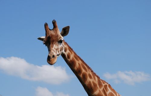 Žirafa, Afrika, Laukinė Gamta, Serengeti, Laukiniai, Safari