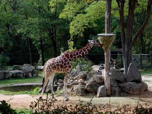 Žirafa, Tiergarten, Paarhufer, Zoologijos Sodas, Žinduolis, Gyvūnai, Fauna, Maistas, Maitinti, Valgyti, Maitinimas