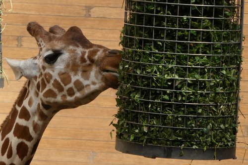 Žirafa,  Žaliaisiais Pašarais,  Zoo,  Blijdorp,  Roterdamas,  Pobūdį,  Žinduoliai