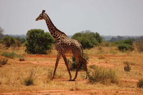 Žirafa, Kenya, Tsavo, Žinduolis, Savanna, Safari