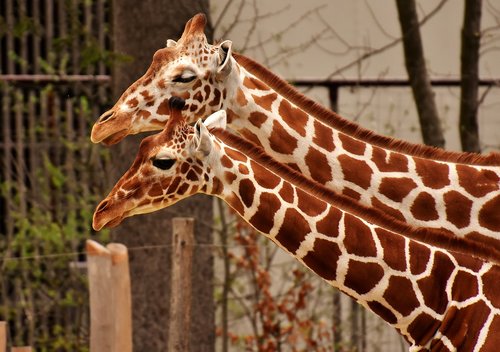 Žirafa,  Zoo,  Gyvūnas,  Gyvūnų Portretas,  Laukinis Gyvūnas,  Tierpark Hellabrunn