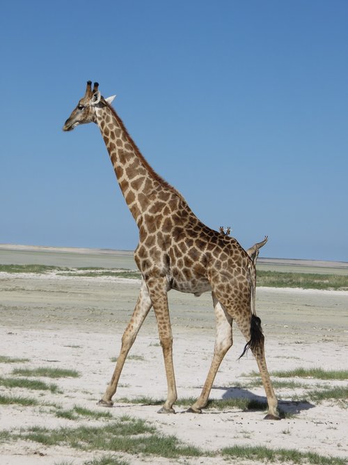 Žirafa,  Etosha,  Dykuma,  Namibija,  Etosha Nacionalinis Parkas