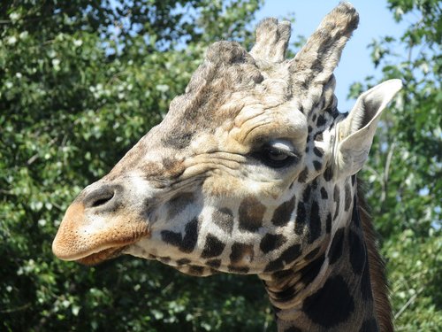 Žirafa,  Galva,  Zoo,  Afrikoje,  Prahos Zoo,  Gyvūnija