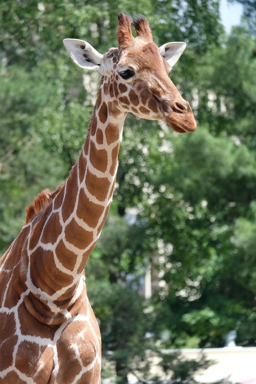 Žirafa,  Gyvūnas,  Gyvūnijos,  Zoologijos Sodas