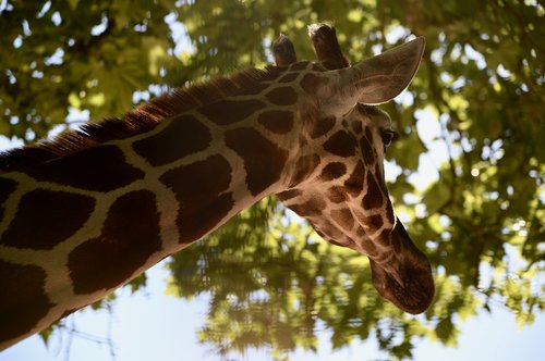 Žirafa,  Gyvūnai,  Zoo,  Žinduolis,  Afrikoje,  Gyvūnijos Fotografija,  Gyvūnija,  Mielas,  Pobūdį,  Pagrindinis,  Portretas,  Kraštovaizdis,  Dėmės,  Juokingas