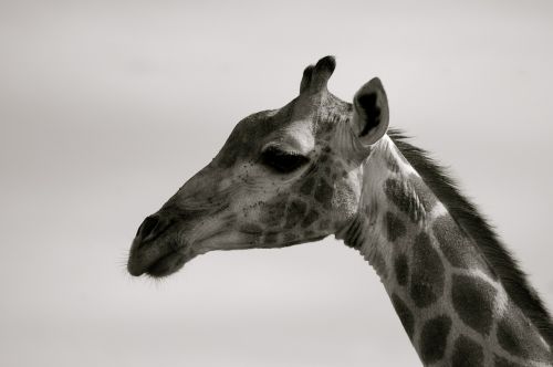 Žirafa, Pietų Afrika, Safari
