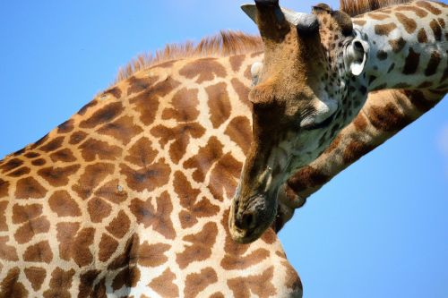Žirafa, Safari, Afrika, Nairobis, Nacionalinis Parkas, Kenya, Laukinis Gyvūnas, Gamta, Laukinė Gamta, Žinduolis