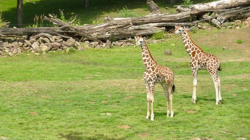 Žirafa,  Zoo,  Gyvūnijos Pasaulyje,  Gyvūnas