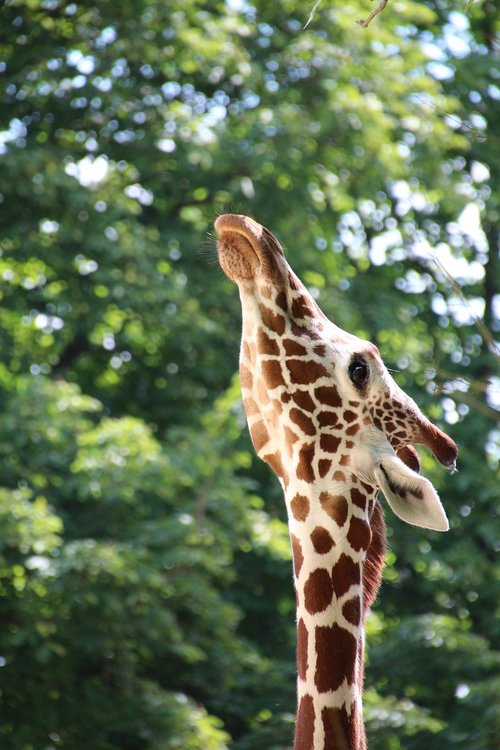 Žirafa,  Veidas,  Iš Arti,  Zoo,  Fonas Žalias,  Driekiasi Kaklelius,  Galva,  Schönbrunn