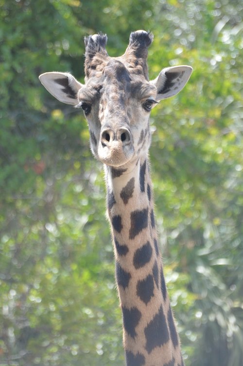 Žirafa,  Kaklo,  Zoologijos Sodas