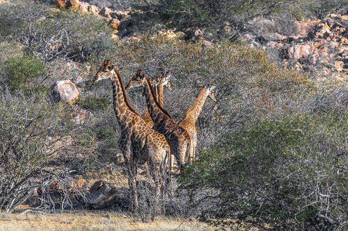 Žirafa,  Namibija,  Afrikoje,  Pobūdį,  Žinduolis,  Kraštovaizdis,  Gyvūnas,  Heiss,  Namibo Dykuma,  Karg,  Žirafos,  Laukinių,  Safari,  Dėmes,  Didelis,  Laukinis Gyvūnas,  Žolėdžiai