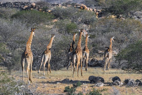 Žirafa,  Namibija,  Afrikoje,  Pobūdį,  Žinduolis,  Kraštovaizdis,  Gyvūnas,  Heiss,  Namibo Dykuma,  Karg,  Žirafos,  Laukinių,  Safari,  Dėmes,  Didelis,  Laukinis Gyvūnas,  Žolėdžiai