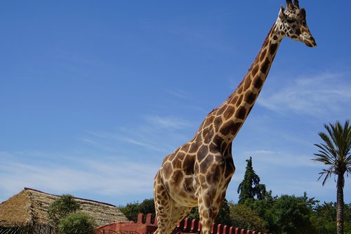 Žirafa,  Gyvūnas,  Gyvūnai,  Afrikoje,  Zoo,  Žinduolis,  Žirafos,  Gyvūnija,  Žinduoliai