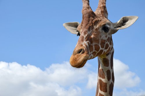 Žirafa,  Zoo,  Safari,  Afrikoje,  Savanna,  Pobūdį,  Žinduolis,  Kaklelis