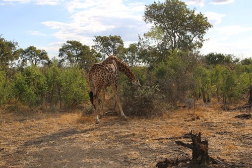 Žirafa,  Afrikoje,  Kruger,  Safari