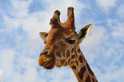 Žirafa,  Laukinių,  Gyvūnas,  Gyvūnijos,  Afrikoje,  Safari,  Pobūdį,  Žinduolis,  Aukštas,  Ilgai,  Kaklo,  Lauko,  Dangus,  Zoo,  Rudi,  Vasara,  Burna,  Mėlyna,  Gyvūnija