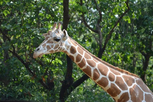 Žirafa,  Laukinių,  Gyvūnas,  Zoo,  Žinduolis,  Afrikoje,  Galva,  Pobūdį,  Safari,  Gyvūnijos