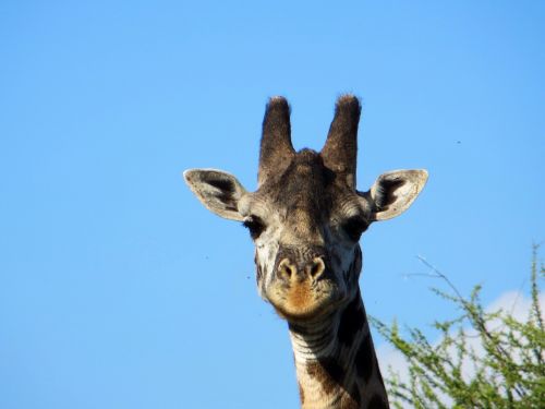 Žirafa, Safari, Afrika