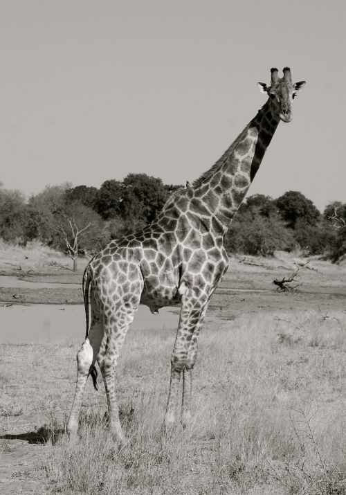 Žirafa, Safari, Afrika, Gyvūnas, Kaklas, Ilgai, Žinduolis