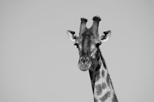 Žirafa, Safari, Galva, Afrika, Afrikos, Zoologijos Sodas, Žinduolis, Laukinė Gamta, Gyvūnas, Kaklas, Portretas, Veidas
