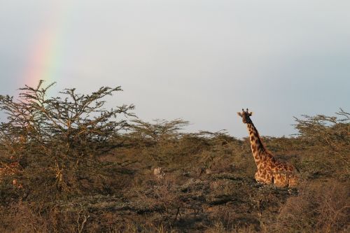 Žirafa, Afrika, Gamta, Kraštovaizdis