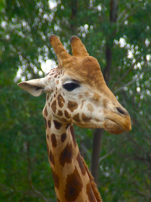 Žirafa, Patinas, Gyvūnas, Galva, Afrika, Afrikos, Laukinė Gamta, Laukiniai, Safari, Kaklas, Aukštas, Parkas, Išsaugojimas