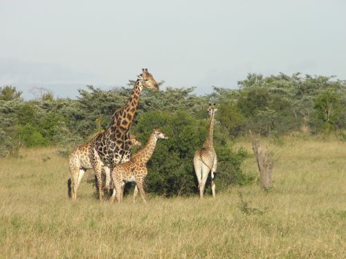 Žirafa, Afrika, Gamta, Laukinė Gamta, Gyvūnas, Safari, Afrikos
