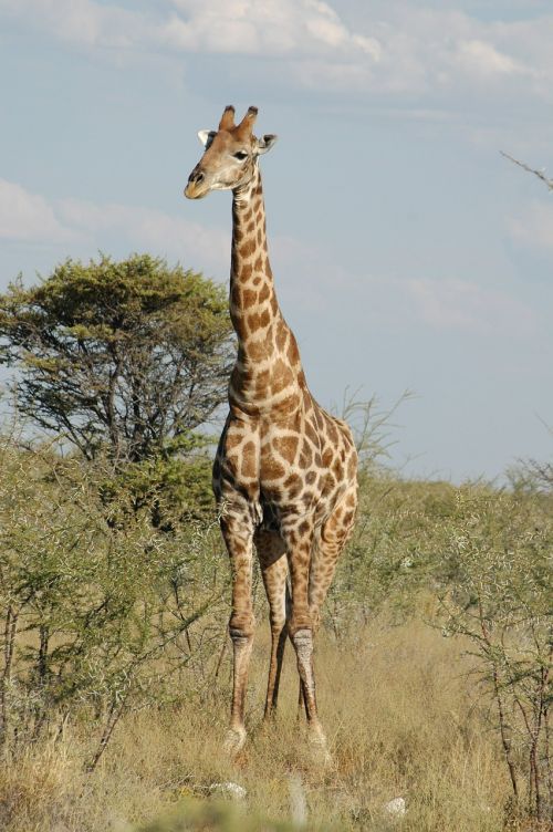 Žirafa, Afrika, Safari, Gamta, Afrikos, Laukiniai, Laukinė Gamta, Aukštas, Dykuma