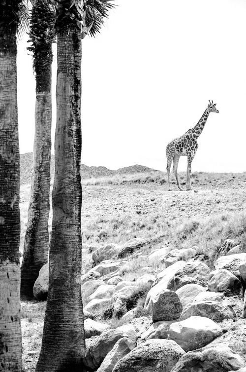 Žirafa, Gyvūnas, Laukinė Gamta, Laukiniai, Gamta, Afrika, Mielas, Žinduolis, Modelis, Juoda Ir Balta, Safari, Afrikos, Oda, Tekstūra, Mielas