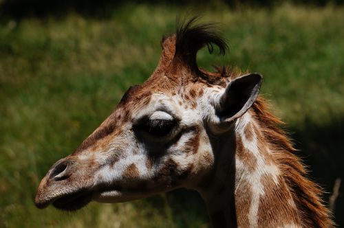 Žirafa, Gyvūnas, Zoologijos Sodas, Portretas, Galva, Safari