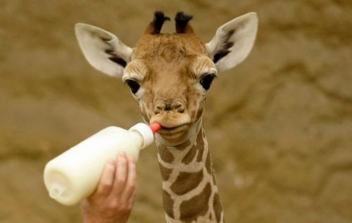 Žirafa, Pienas, Mityba, Kūdikių Gyvūnas
