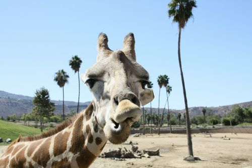 Žirafa, Zoologijos Sodas, San Diego
