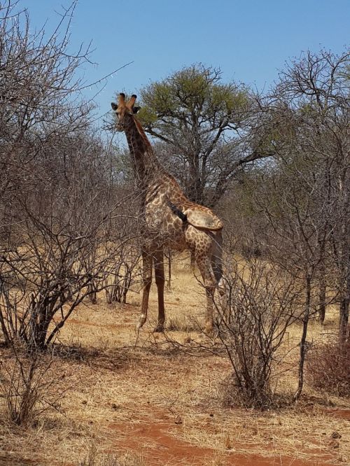 Žirafa, Laukinė Gamta, Krūmas, Afrika