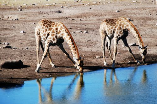 Žirafa, Laistymo Anga, Gyvūnas, Afrika, Safari