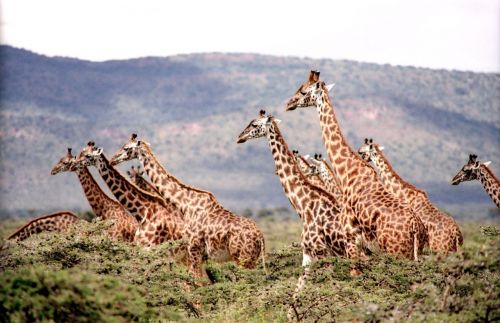 Žirafa, Laukiniai, Laukinė Gamta, Gamta, Safari, Afrika, Kaklas, Afrikos, Žolė, Parkas, Nacionalinis, Gyvūnai, Dykuma, Spalvinga, Žolėdis