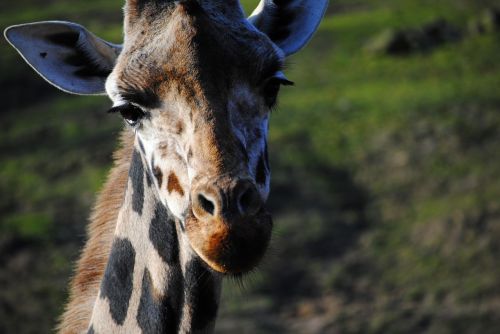 Žirafa, Zoologijos Sodas, Laukiniai, Afrika, Gyvūnas, Veidas, Gyvūnai