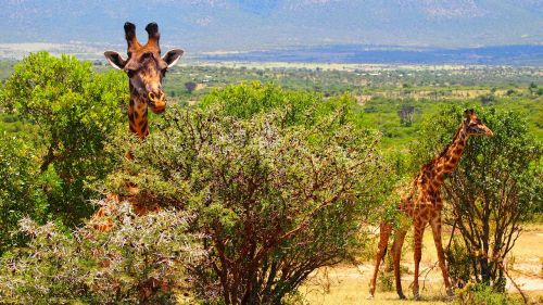 Žirafa, Kenya, Afrika, Laukiniai, Gamta, Safari, Laukinė Gamta, Gyvūnas