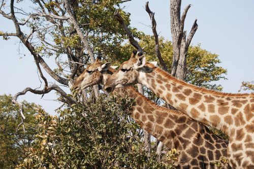 Žirafa, Savana, Safari, Pastebėtas, Laukinis Gyvūnas, Dykuma, Gyvūnas, Botsvana, Afrika