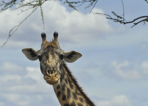 Žirafa,  Galva,  Laukinė Gamta,  Serengeti,  Lygumos,  Afrika,  Kaklas,  Portretas,  Dykuma,  Tanzanija,  Aukštas,  Medžiai,  Veidas,  Retikuliuotas,  Modelis,  Profilis,  Eric Dietrich