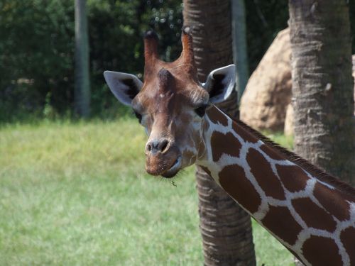 Žirafa,  Gyvūnas,  Zoologijos Sodas,  Laukinė Gamta,  Laukiniai,  Gamta,  Mielas,  Žinduolis,  Afrika