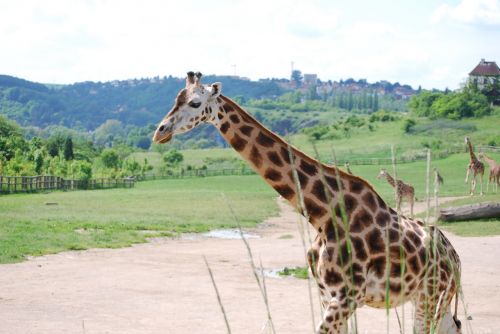 Žirafa,  Prague Zoo,  Gyvūnas