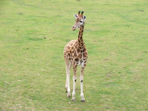 Žirafa, Gyvūnai, Gamta, Laukinė Gamta, Zoologijos Sodas