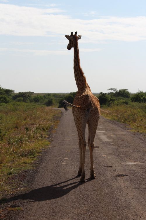 Žirafa, Kelias, Afrika, Savana, Safari, Kelionė