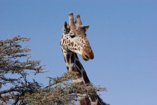 Žirafa, Kenya, Afrika, Stovintis, Vienišas, Medis