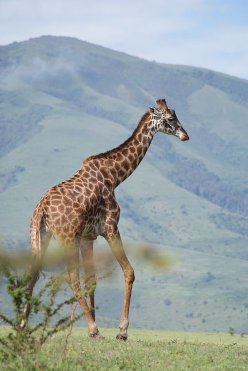 Žirafa, Afrika, Gyvūnai