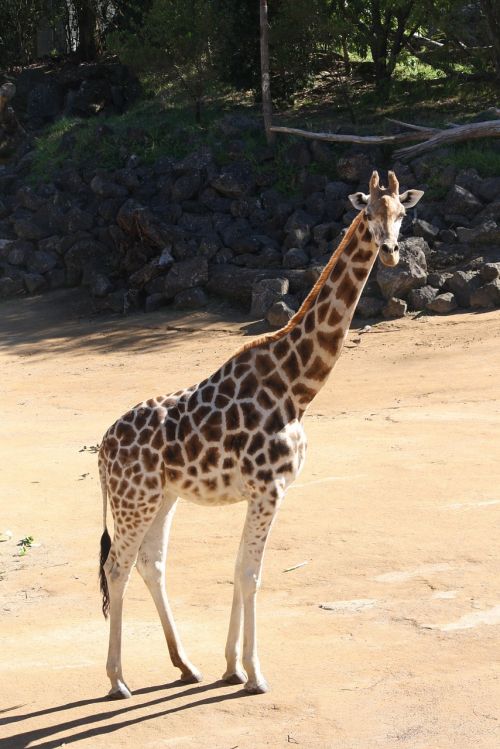 Žirafa, Gyvūnas, Zoologijos Sodas