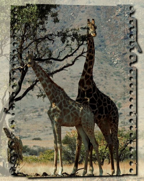 Žirafa, Laukiniai, Gyvūnai, Namibija, Peizažas, Afrika, Safari, Laukinė Gamta, Žinduolis, Egzotiškas, Lauke